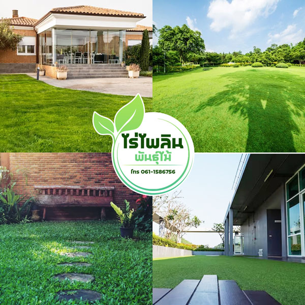ขายต้นไม้ราคาส่งจังหวัดเลยโทร 061-1586756